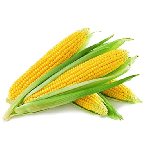 Sweet Corn / இனிப்பு சோளம்