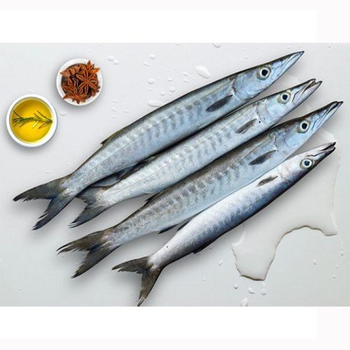 Fish Barracuda / Seela / சீலா மீன்