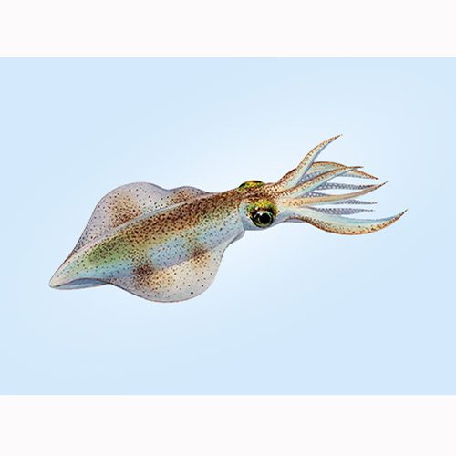 Fish Kanavai / கனவாய் மீன்