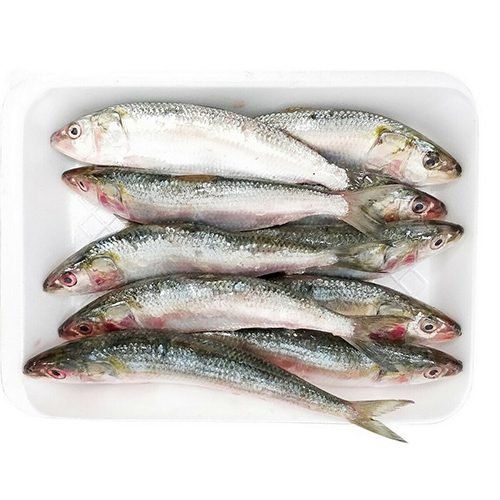 Fish Sardine / Chaalai / Mathi / சாளை மீன்