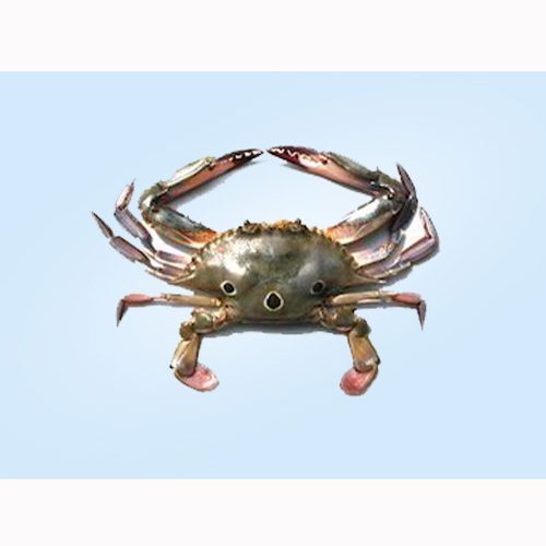 Crab Three Spot / Nandu / நண்டு