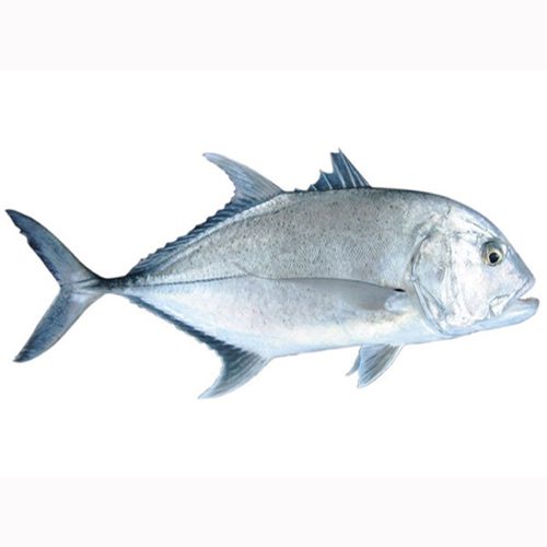 Fish Parai / பாறை மீன்