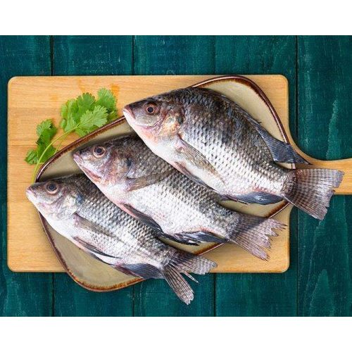 Fish Tilapia / Jelebe / ஜிலேபி மீன்