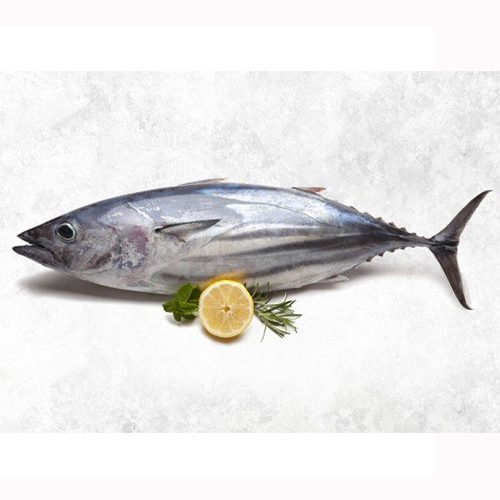 Fish Tuna / Soorai / சூரை மீன்